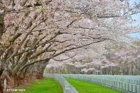 /album/%e6%98%a5/%e6%a1%9c%e3%81%ae%e4%b8%98%e3%80%80%e3%80%80%ef%bd%9e%e7%9f%b3%e7%8b%a9%e3%80%80%e6%88%b8%e7%94%b0%e8%a8%98%e5%bf%b5%e5%a2%93%e5%9c%b0%e5%85%ac%e5%9c%92%ef%bd%9e-jpg/